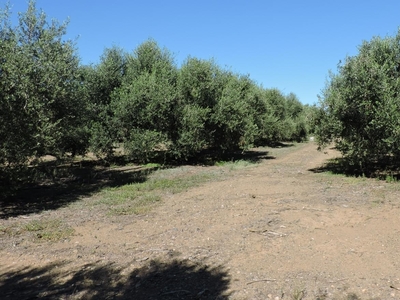 Terreno no urbanizable en venta en la Camí de Reus' Botarell