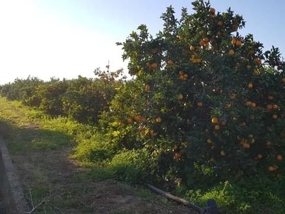 Terreno no urbanizable en venta en la Camí Torre dels Pares' Gandía