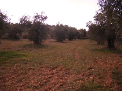 Terreno no urbanizable en venta en la Camino de Prado Largo' Cogollos de la Vega