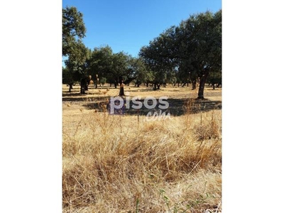 Finca rústica en venta en Plasencia