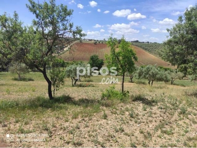 Finca rústica en venta en Arcos de La Frontera