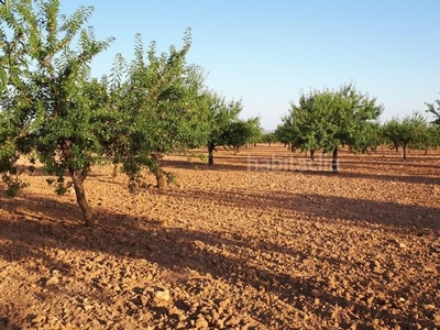 Casa amplia finca con cultivo en Balsapintada - El Estrecho Fuente Álamo de Murcia