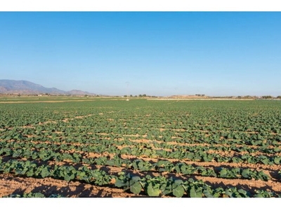 Casa rural con Finca de 26740 m² de regadío en Alhama de Murcia. Cultiva, produce y vive.