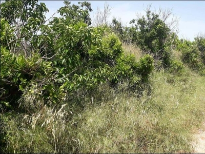 Terreno no urbanizable en venta en la Les Salinetes' Catadau