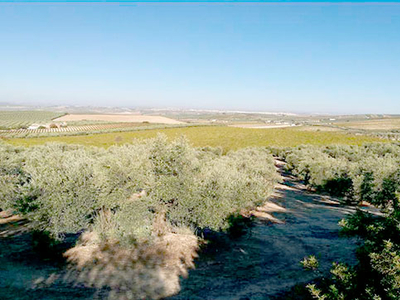 Parcela en Calle PAGO DE BENAVENTE, Montilla