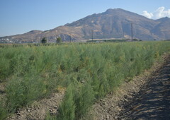 PARCELA RÚSTICA DE CULTIVO EN ALITAJE DE 30 MARJALES. VEGA DE GRANADA. Venta Pinos Puente