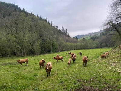 4 apartamentos en Asturias