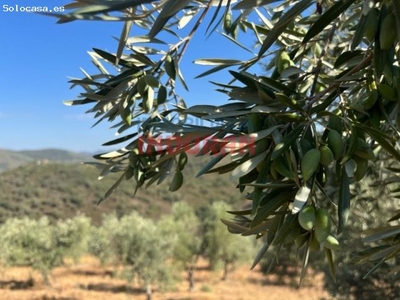15 ha de olivar y alcornoque en Castañar de Ibor, Cáceres