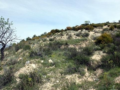 Terreno no urbanizable en venta en la Llano de las Cuevas' Albuñuelas