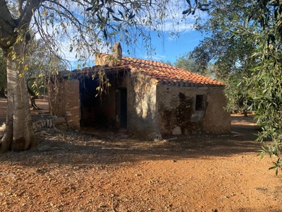 Preciosa caseta de campo en olivar