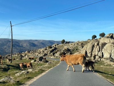 Alquiler Integro en Ávila