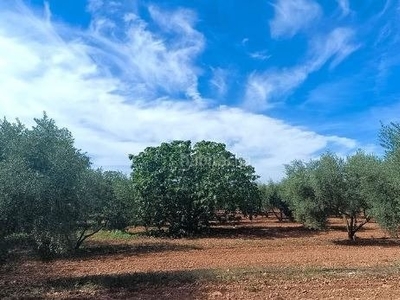 FINCA CTRA. PICAMOIXONS