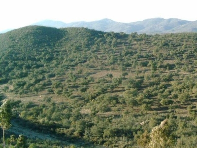 Finca rústica en venta en El Madroño