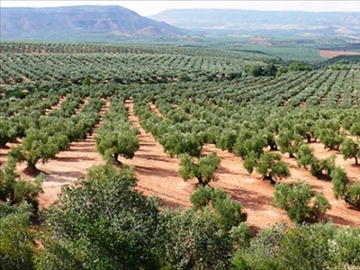 Terreno no urbanizable en venta en la Fuerte del rey' Jaén