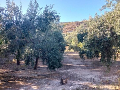 Terreno de olivar en Pinos del Valle con vistas.