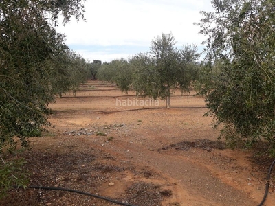 Casa finca rústica con plantación de avellanos y olivos en reus en Almoster