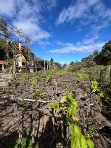 EN VENTA ESPECTACULAR TERRENO RÚSTICO EN SANTA ÚRSULA Venta La Vera El Farrobillo Tosca de Ana María