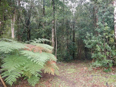 Casa en parcela con lindo bosque