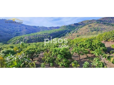 Finca rústica en venta en Vélez-Málaga