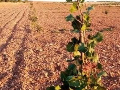 Terreno no urbanizable en venta en la Camino de Daimiel' Manzanares
