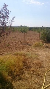 Terreno no urbanizable en venta en la Casa de la Dehesa' Carrión de Calatrava