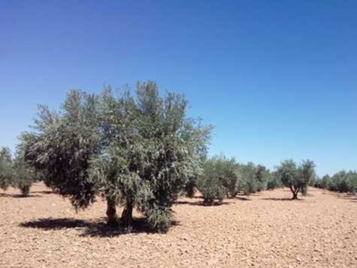 Terreno no urbanizable en venta en la El Cerero' Manzanares