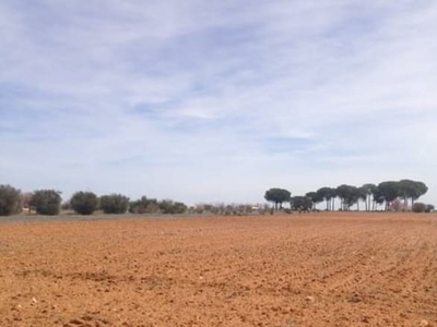 Terreno no urbanizable en venta en la Huerta del Cura' La Roda