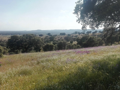 Terreno no urbanizable en venta en la Calle Cañada de Alfares' Talavera de la Reina