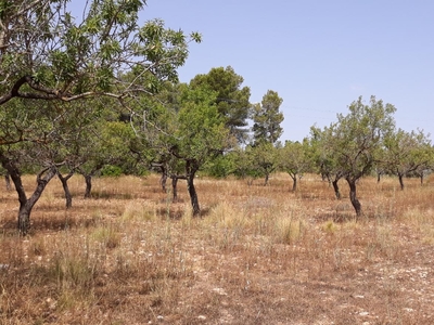 Terreno no urbanizable en venta en la VALENCIA 4' Cuevas de Vinromá