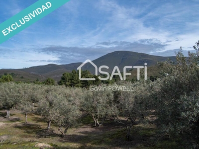 Descubre la magia del olivar en el corazón de la Sierra de Gata