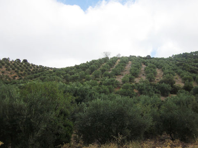 Terreno en venta en calle Fuente Salada Y Almotejas Pol.4, Beas De Segura, Jaén