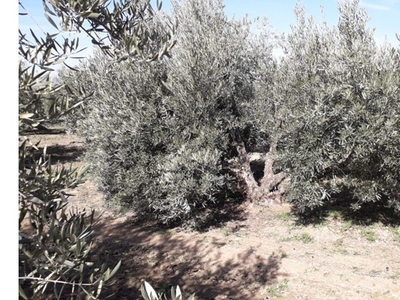 VENTA DE FINCA EN VICUÑA