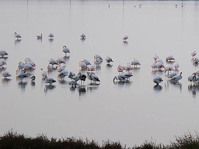 CASA + PISCINA PRIVADA, DELTA DEL EBRO, 4 pers.