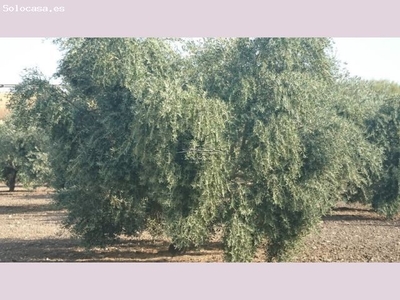 Finca de olivar en Aguilar de la Frontera