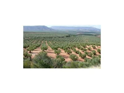 Finca de olivar en zona Dehesa Carreira