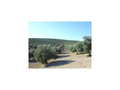 Finca de olivar en zona el Calonge