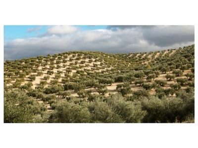 Finca de olivar en zona el Calonge