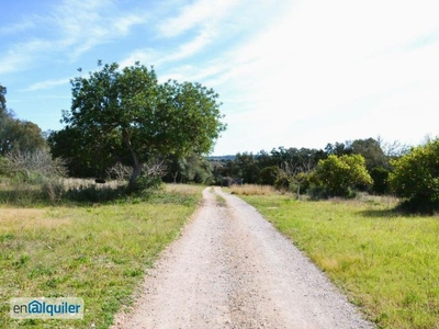 Alquiler de Finca rustica en camino de corbera