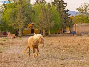 Venta de casa con 9 dormitorios y terreno de 11.000 m2 en el campo en Fuente Alamo