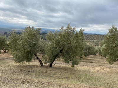 Terreno/Finca Rústica en venta en Trasmulas, Pinos Puente, Granada