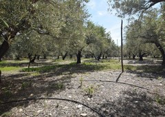 FINCA DE OLIVOS, ENTRADA DE DALIAS